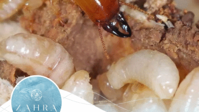 صورة شركة مكافحة الرمة في الوصل