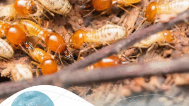 صورة شركة مكافحة الرمة في الورقاء